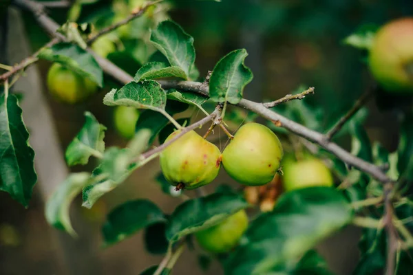 Ağaçtaki yeşil elmalara yakın çekim