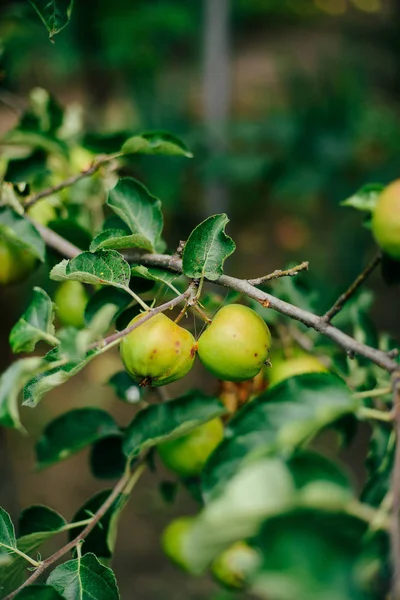 El primer plano de las manzanas verdes en un árbol —  Fotos de Stock