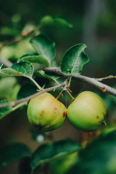 El primer plano de las manzanas verdes en un árbol —  Fotos de Stock