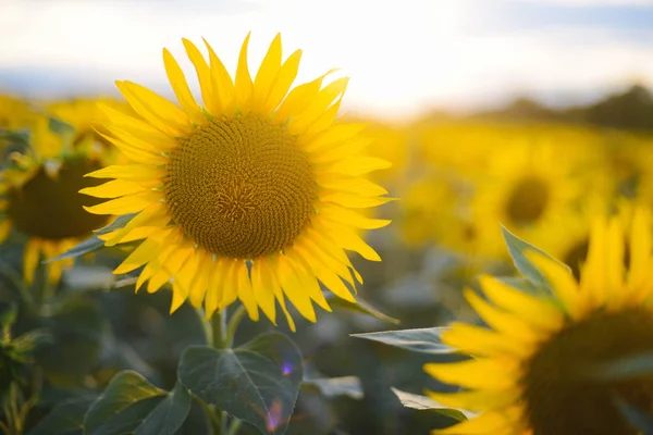 Paysage de champ de tournesol. champ de tournesols en fleurs sur un bac — Photo