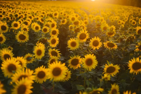 Sunflower field landscape. field of blooming sunflowers on a bac