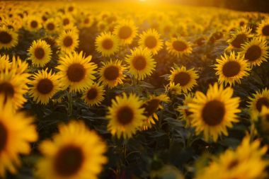 Ayçiçeği alan manzara. bir bac üzerinde çiçek açan ayçiçeği tarlası