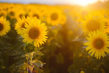 Ayçiçeği alan manzara. bir bac üzerinde çiçek açan ayçiçeği tarlası
