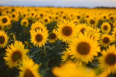 Ayçiçeği alan manzara. bir bac üzerinde çiçek açan ayçiçeği tarlası