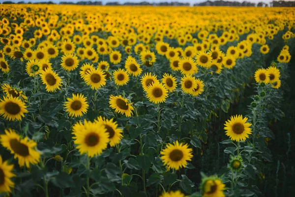 Sunflower field landscape. field of blooming sunflowers on a bac