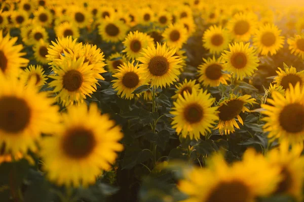 Ayçiçeği alan manzara. bir bac üzerinde çiçek açan ayçiçeği tarlası