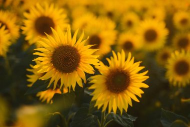 Ayçiçeği alan manzara. bir bac üzerinde çiçek açan ayçiçeği tarlası