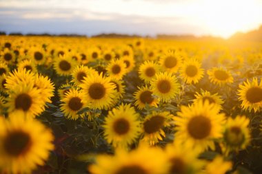 Ayçiçeği alan manzara. bir bac üzerinde çiçek açan ayçiçeği tarlası
