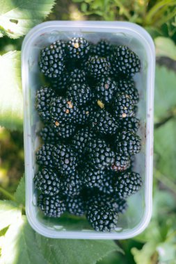 Böğürtlen baske ile ana hasat mevsiminde malzeme çekme eller