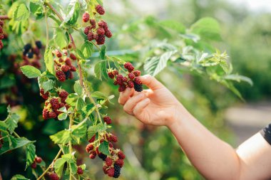 Böğürtlen baske ile ana hasat mevsiminde malzeme çekme eller