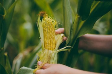 Mısır koçanı Mısır alan elinde tutan çiftçi. A yakın çekim bir