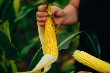 Mısır koçanı Mısır alan elinde tutan çiftçi. A yakın çekim bir