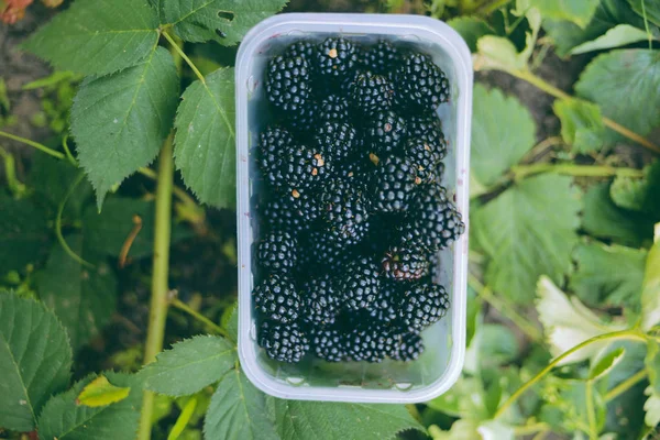 Die Hände pflücken während der Haupterntezeit Brombeeren mit einem Korb voller Brombeeren. Am Strauch wachsen reife und unreife Brombeeren. . Beerenhintergrund. Weibliche Hände halten Brombeeren. — Stockfoto