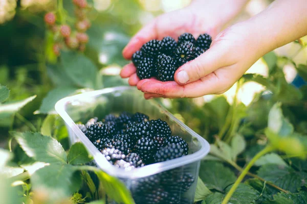 Tangan memetik blackberry selama musim panen utama dengan baske — Stok Foto