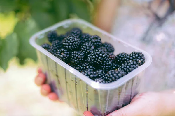 Hände pflücken Brombeeren während der Haupterntezeit mit Korb — Stockfoto