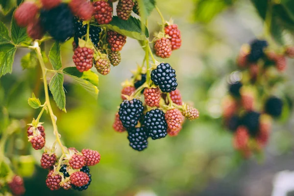 Manos recogiendo moras durante la temporada de cosecha principal con baske —  Fotos de Stock