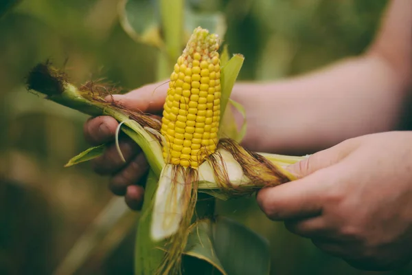 Agricultor sosteniendo mazorcas de maíz en la mano en el campo de maíz. Un primer plano de un —  Fotos de Stock