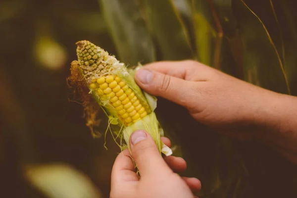 Agricultor sosteniendo mazorcas de maíz en la mano en el campo de maíz. Un primer plano de un —  Fotos de Stock