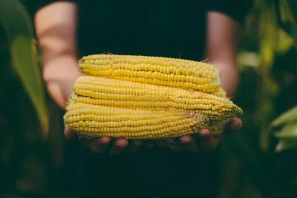 Agricultor sosteniendo mazorcas de maíz en la mano en el campo de maíz. Un primer plano de un —  Fotos de Stock