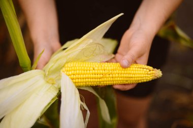 Mısır koçanı Mısır alan elinde tutan çiftçi. A yakın çekim bir