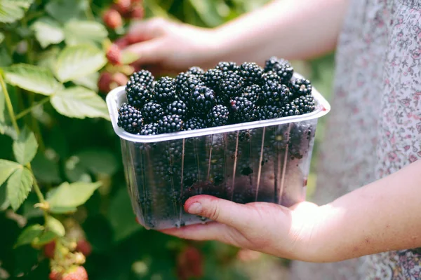 Hands picking blackberries during main harvest season with baske