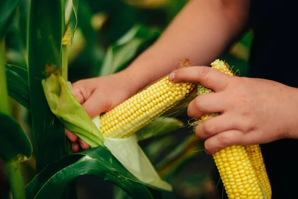 Фермер тримає кукурудзяні камери в руці в кукурудзяному полі. Близько до a — стокове фото