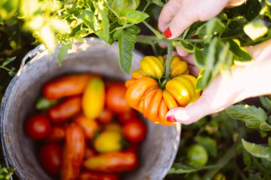 Çiftçiler el taze hasat domates ve biber ile. Freshl