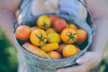 Çiftçiler el taze hasat domates ve biber ile. Freshl