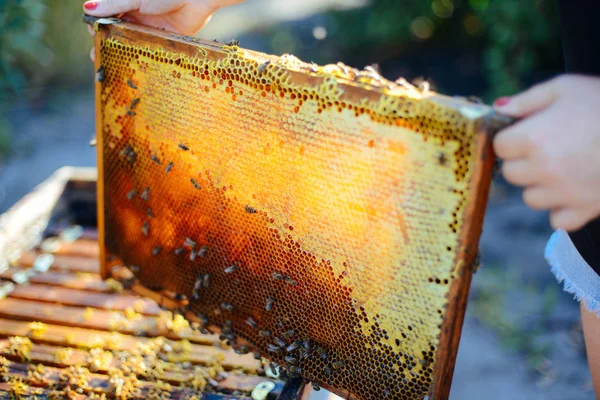 Marcos de una colmena de abejas. Apicultor cosechando miel. El fumador de abejas —  Fotos de Stock