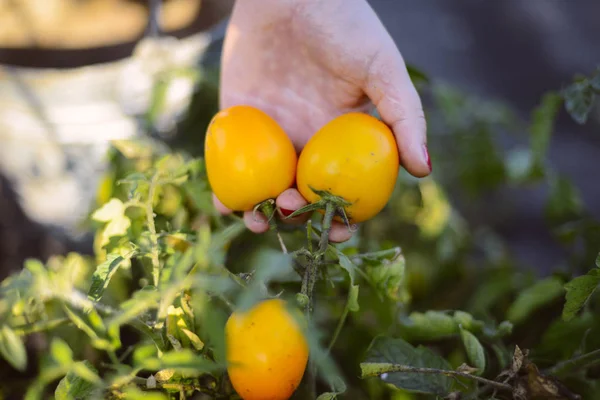 Mãos de agricultores com tomates recém-colhidos e pimenta. Fresco — Fotografia de Stock