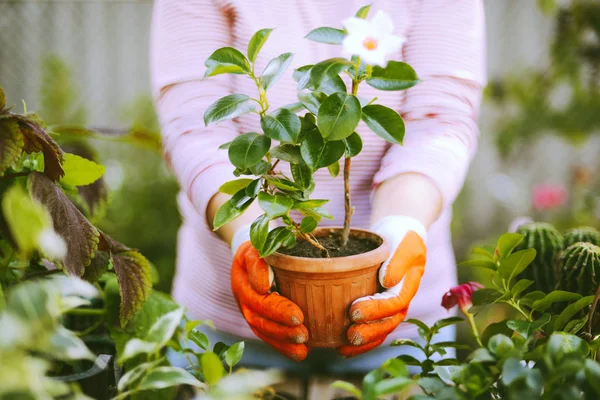 Κηπουροί φυτεύουν λουλούδια στο χέρι σε γλάστρα με χώμα ή χώμα. — Φωτογραφία Αρχείου