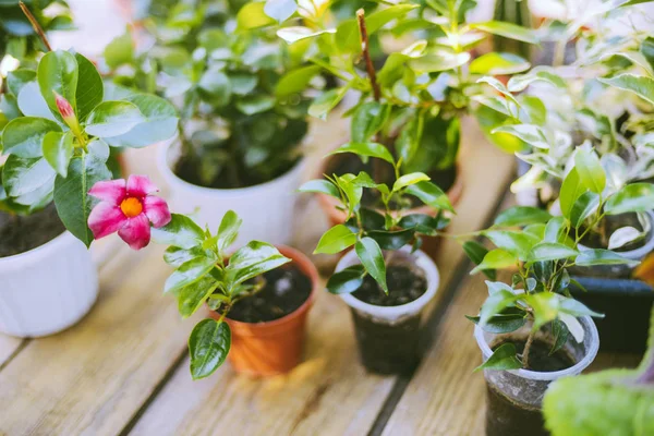 Giardinieri mano piantare fiori in vaso con sporcizia o terreno. — Foto Stock