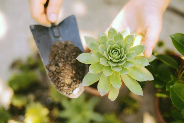 Tukang kebun tangan menanam bunga dalam pot dengan tanah atau tanah. — Stok Foto