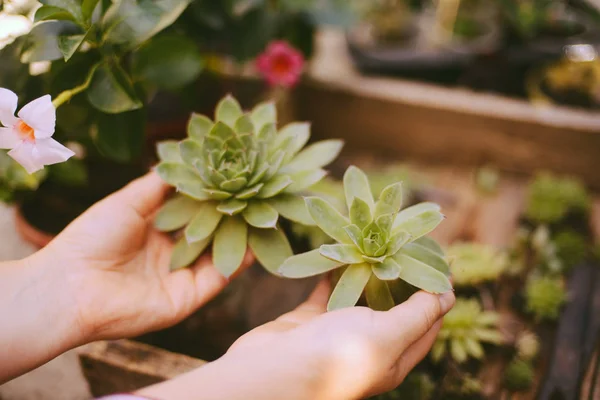 Tukang kebun tangan menanam bunga dalam pot dengan tanah atau tanah. — Stok Foto