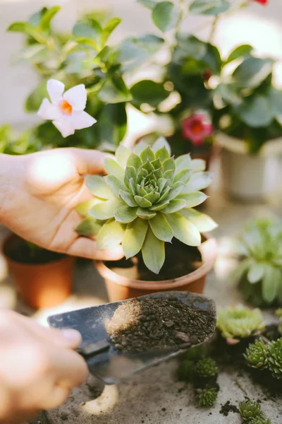 Tukang kebun tangan menanam bunga dalam pot dengan tanah atau tanah. — Stok Foto