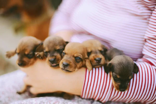 Dachshund puppy. dachshund puppy portrait outdoors. many cute da — Stock Photo, Image