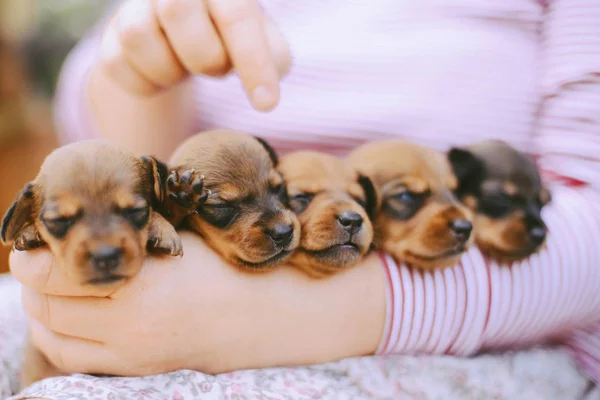 Щенок таксы. Портрет щенка таксы на открытом воздухе. many cute da — стоковое фото