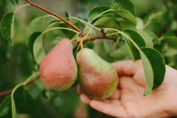 Ωριμάζουν βιολογικά αχλάδια στον καλοκαιρινό κήπο — Φωτογραφία Αρχείου