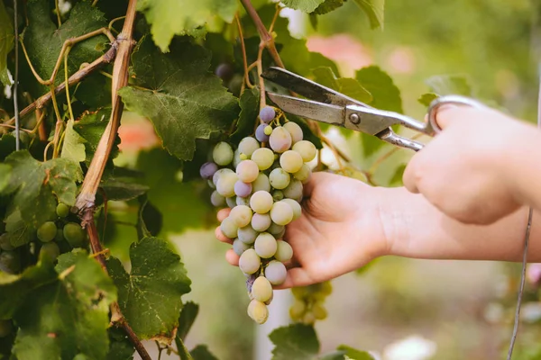 Un agricultor cosecha uvas en un viñedo — Foto de Stock