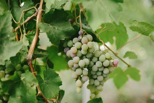 Un agricultor cosecha uvas en un viñedo — Foto de Stock