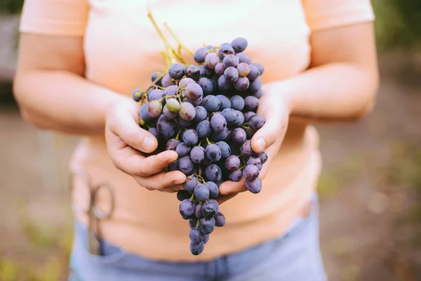 Cosecha de uvas. Campesinos manos con uva negra recién cosechada — Foto de Stock