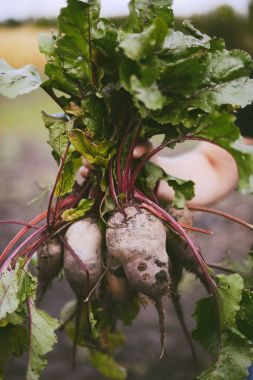 Çiftçi bir demet taze hasat pancar elinde eldiven eller