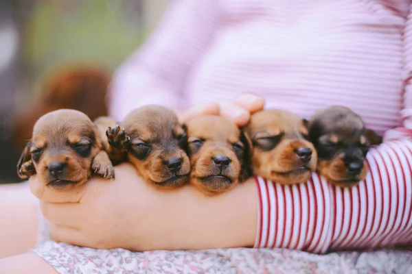 Dachshund puppy. dachshund puppy portrait outdoors. many cute da — Stock Photo, Image