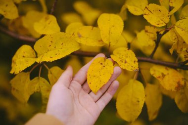 Sarı yaprakların arkaplan dokusu sonbahar yaprağı arkaplanı