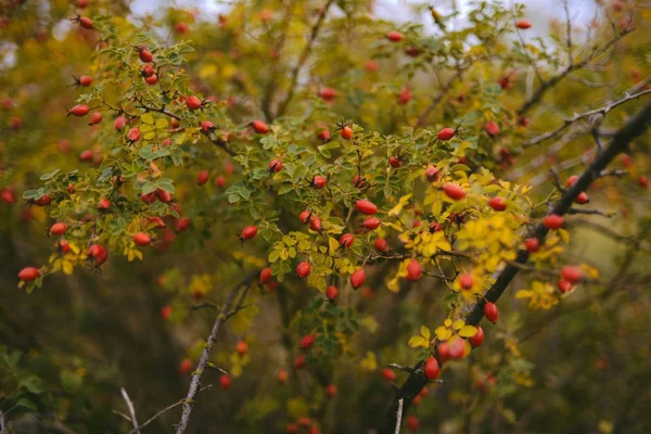 Фон из жёлтых листьев осеннего листа — стоковое фото