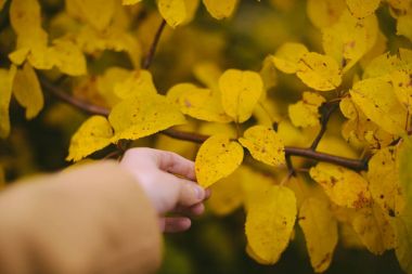 Sarı yaprakların arkaplan dokusu sonbahar yaprağı arkaplanı