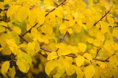 Sarı yaprakların arkaplan dokusu sonbahar yaprağı arkaplanı