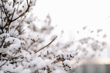 İlk kar ağaçların dallarında sıkışmış. Frost ve soğuk gün.