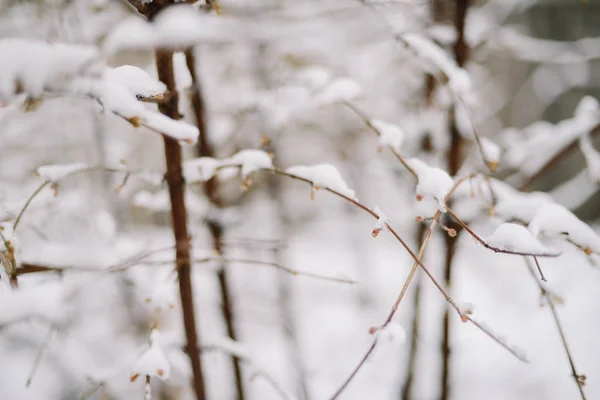 Första snön fastnar på trädgrenar. Frost och kyla dag. — Stockfoto