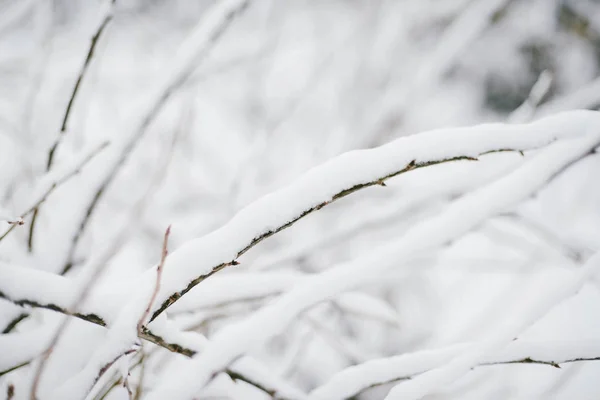 Der erste Schnee klebte an den Ästen der Bäume. Frost und kalter Tag. — Stockfoto